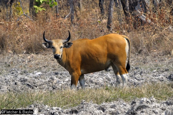 ⚠️ Banteng have been uplisted to Critically Endangered on the <a href="/IUCNRedList/">IUCN Red List</a>, spurred by poaching and habitat loss.

But there is hope. <a href="/IUCN_WildCattle/">IUCN Asian Wild Cattle SG</a>'s latest on how conservation efforts have kept the population stable in Thailand &amp; Indonesia: asianwildcattle.org/news.html