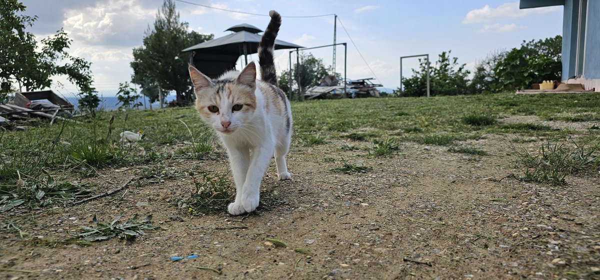 S1F1R5's tweet photo. @olurkanka Kötü kedi https://t.co/hEbdygGDmK
