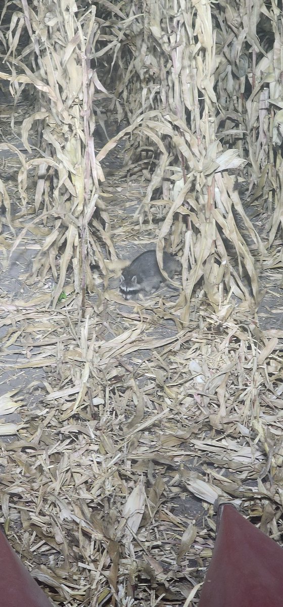 Dan Allred tweet media