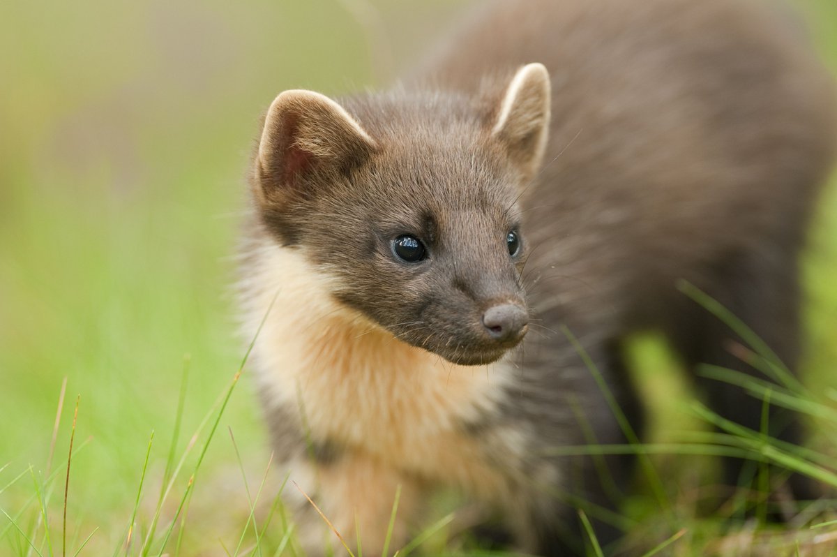 We're delighted to announce the six finalists of our #WordsOfTheWild nature writing competition. The winners will be announced on 13 November, but you can read the finalists' entries on our website right now 👇
scottishwildlifetrust.org.uk/wordsofthewild…

📷 Terry Whittaker /2020VISION