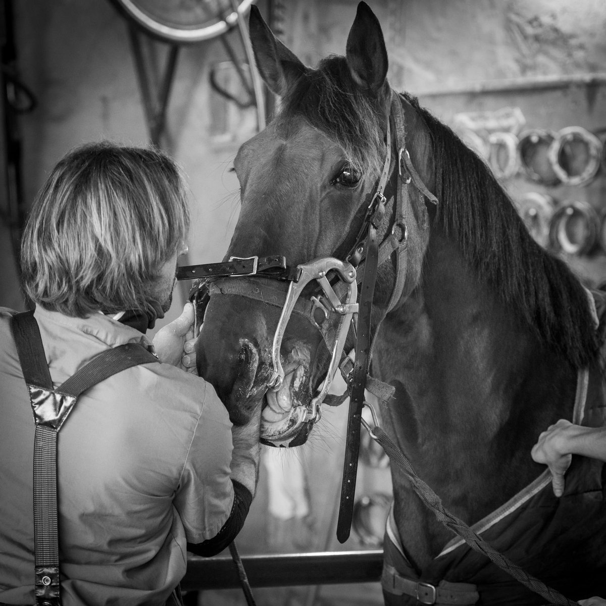 Aujourd’hui, le dentiste est passé pour s’occuper de tous nos chevaux ! 🦷🪥

Les soins dentaires sont essentiels pour nos chevaux de course. Un suivi régulier permet de détecter et corriger les problèmes qui pourraient affecter leur confort et leurs performances 💆