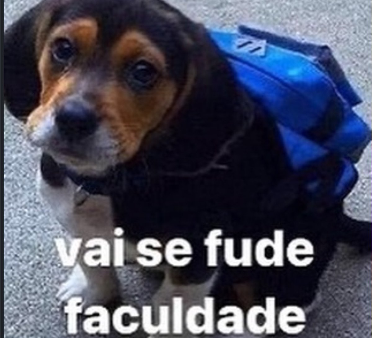 shitpostverdade's tweet image. 