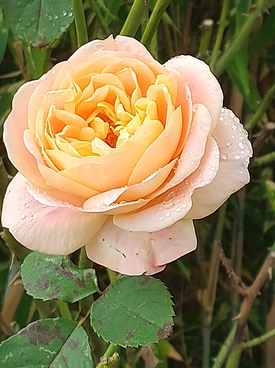 Die hab ich mir verdient! 2,5 km ohne Pause gegangen! Alles wird gut 🌞