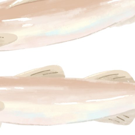 お魚のね…このお腹側のきらきらしたとこ塗るのだいすきなんですよ…🥹