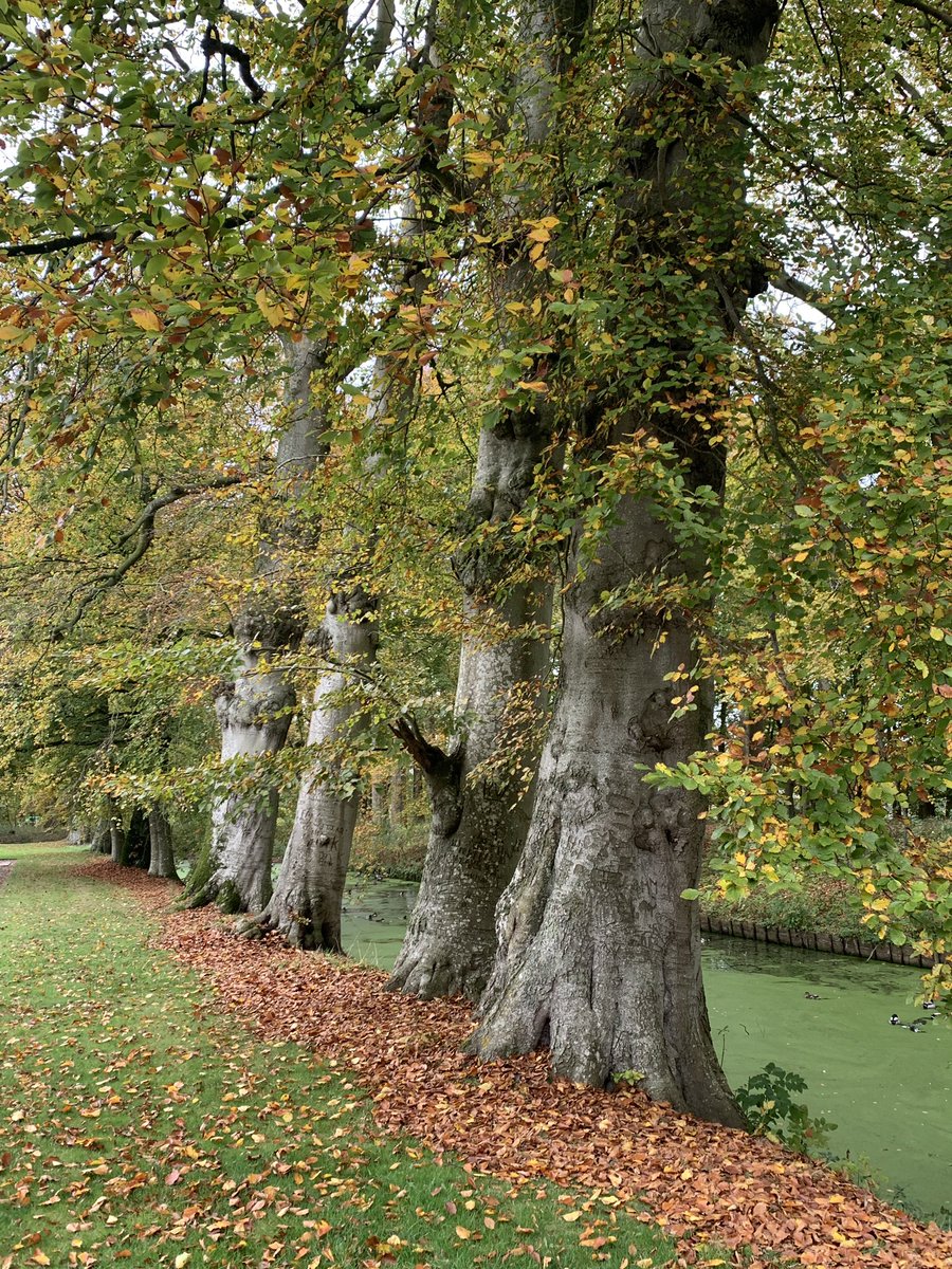 mariacggnoord's tweet photo. #herfstvakantie tijd om #beukennootjes te zoeken in de tuin van de #menkemaborg in #uithuizen en te dolen door de #doolhof https://t.co/goxz58YbdA