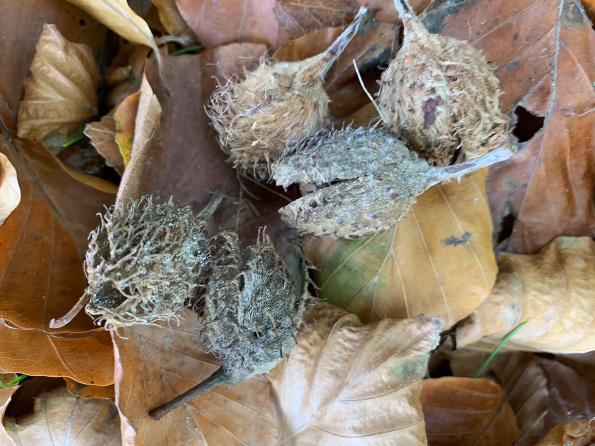 mariacggnoord's tweet photo. #herfstvakantie tijd om #beukennootjes te zoeken in de tuin van de #menkemaborg in #uithuizen en te dolen door de #doolhof https://t.co/goxz58YbdA