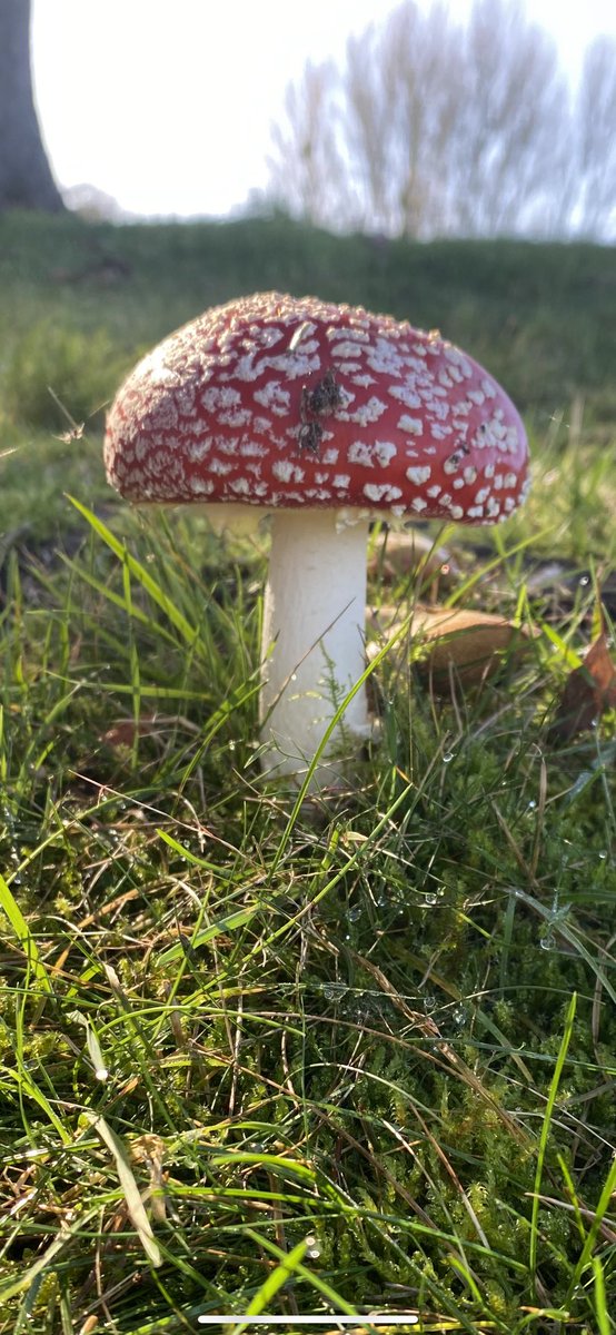 ⁦<a href="/ManelRoura/">Manel Roura 🎗</a>⁩ .. I’ve never seen one of these before!!