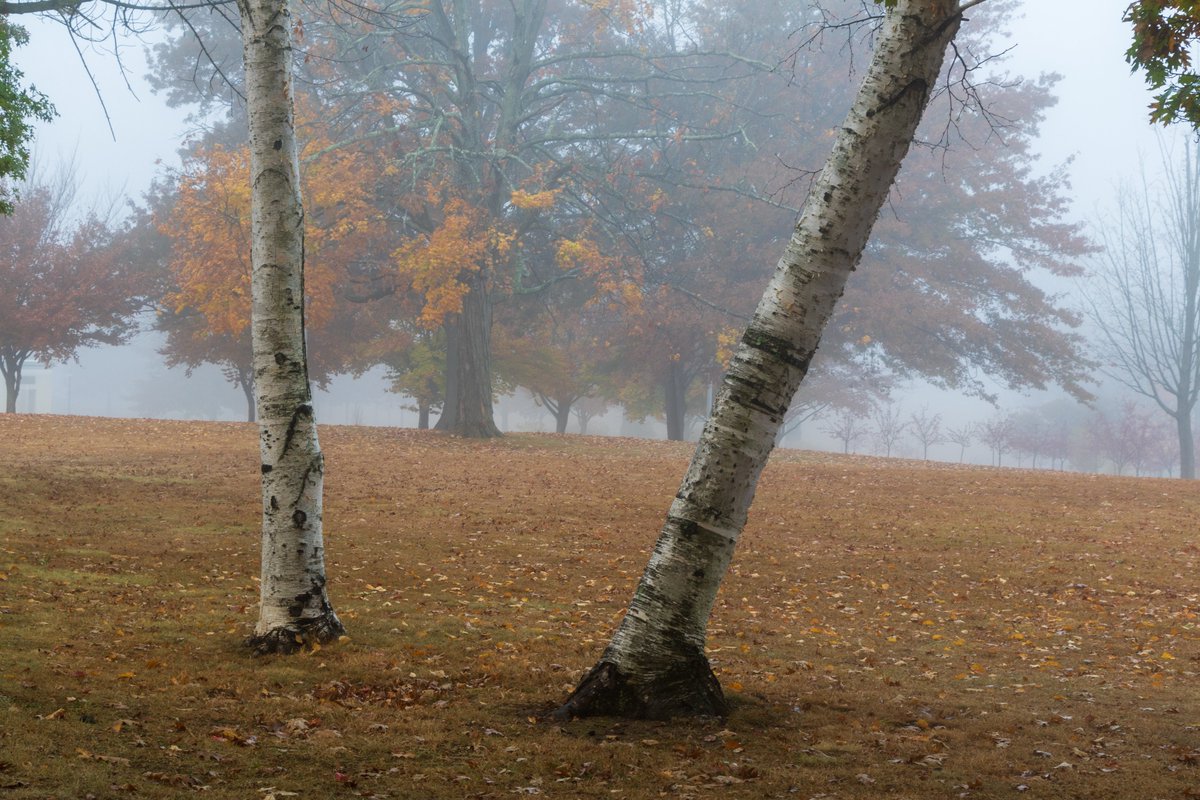 Foggy fading #foliage Walnut Hill Park, New Britain CT #autumnphotography