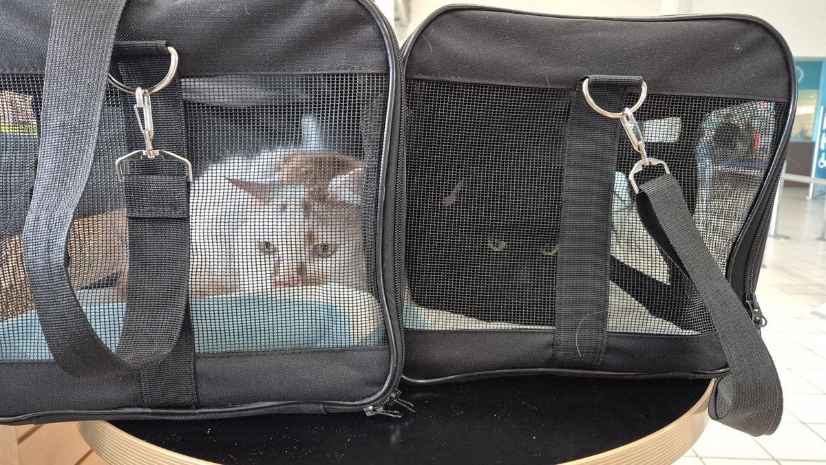 Bringing my babies back to Sweden with us 🥰
They are a bit anxious but they behaved super well so far, I am proud of them 💜
Now to hope taking off will go well