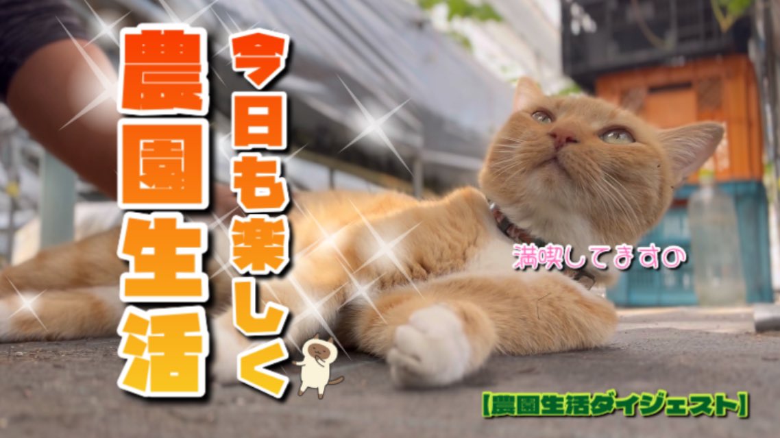 キジトラ・コタローのウキウキDAYS!! on X: キジトラ・コタローのウキウキDAYS!! on X: