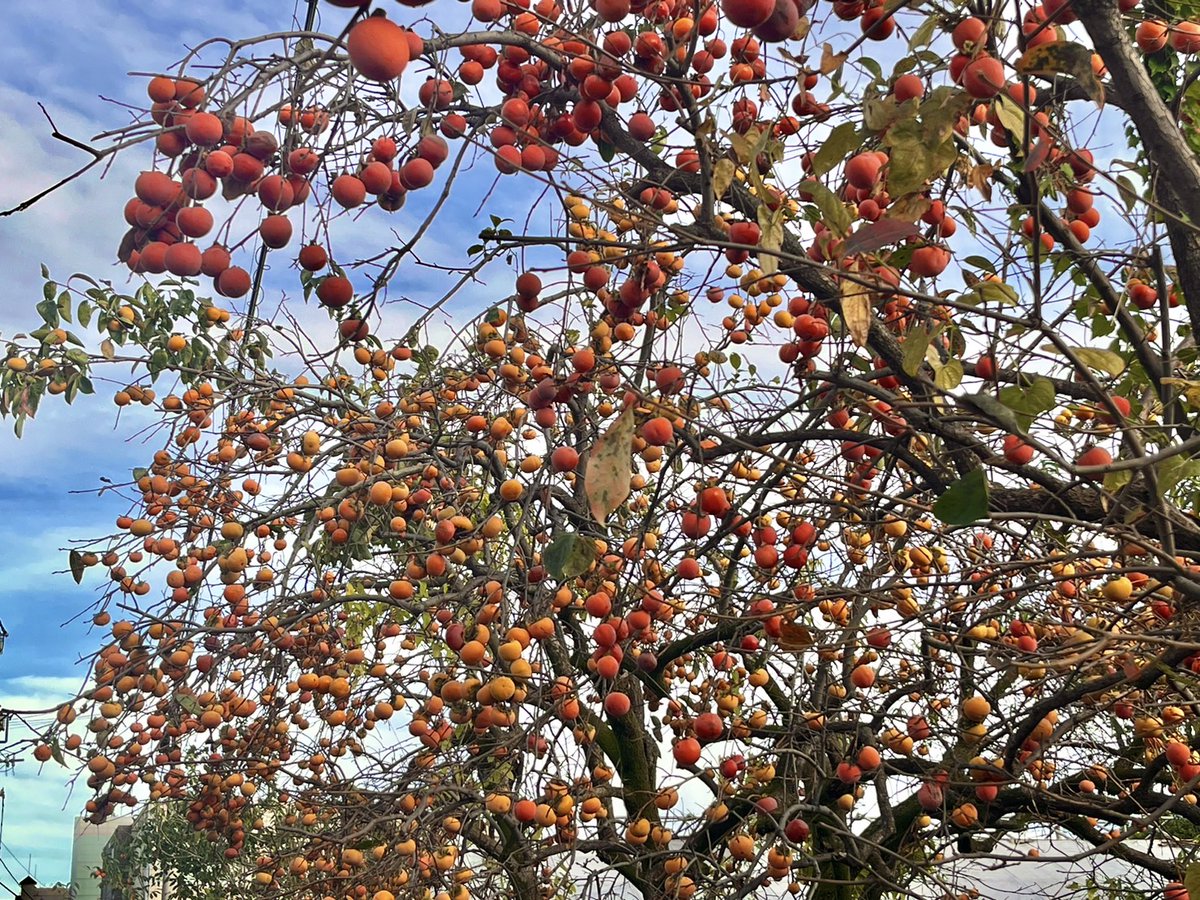 PaprikaGirl_JP's tweet photo. My neighborhood is full of kaki (柿 Japanese persimmon)! Pretty orange bulbs cover the trees on the back streets. I saw a stand on my walk today selling them for only 200 yen a bag. Naturally, I couldn't resist the fruits of the season. https://t.co/jPoDrjaYfw
