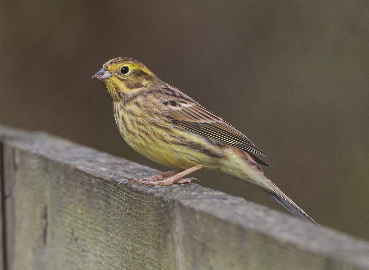 Bolton on Swale/Scorton gps am ,Autumn coming to a end for me hopefully winter birding is good🤞