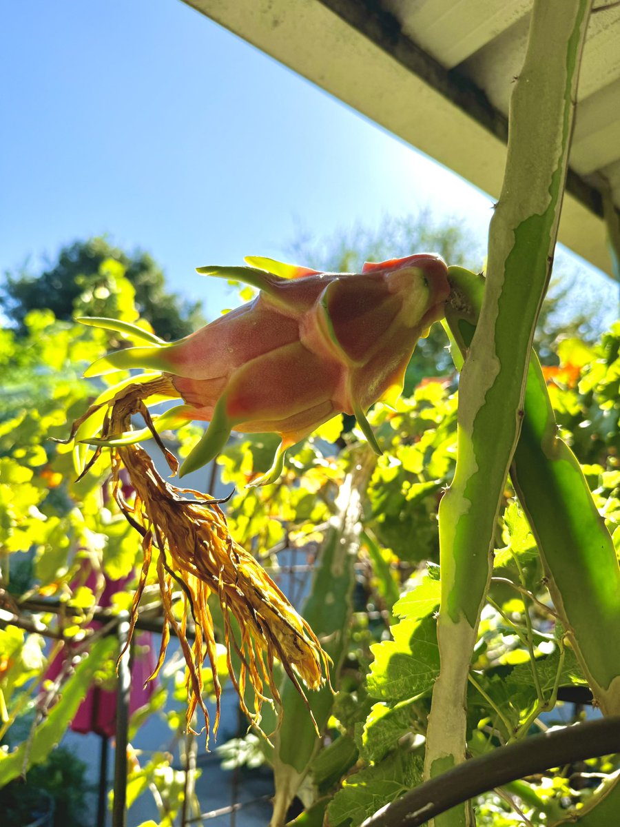 StacyeBranche's tweet photo. Happy Wednesday from @healingfoodsgarden #frommygarden #haveagreatday #liveyourbestlife #livewithkindness #livewithgratitude #livewithoutregret #loveoneanother #seizetheday #practicerandomactsofkindness #Flowers #FlowerOfTheDay #FlowerLover #FlowerPhotography #flowerdaily https://t.co/fiWeP2EQcw