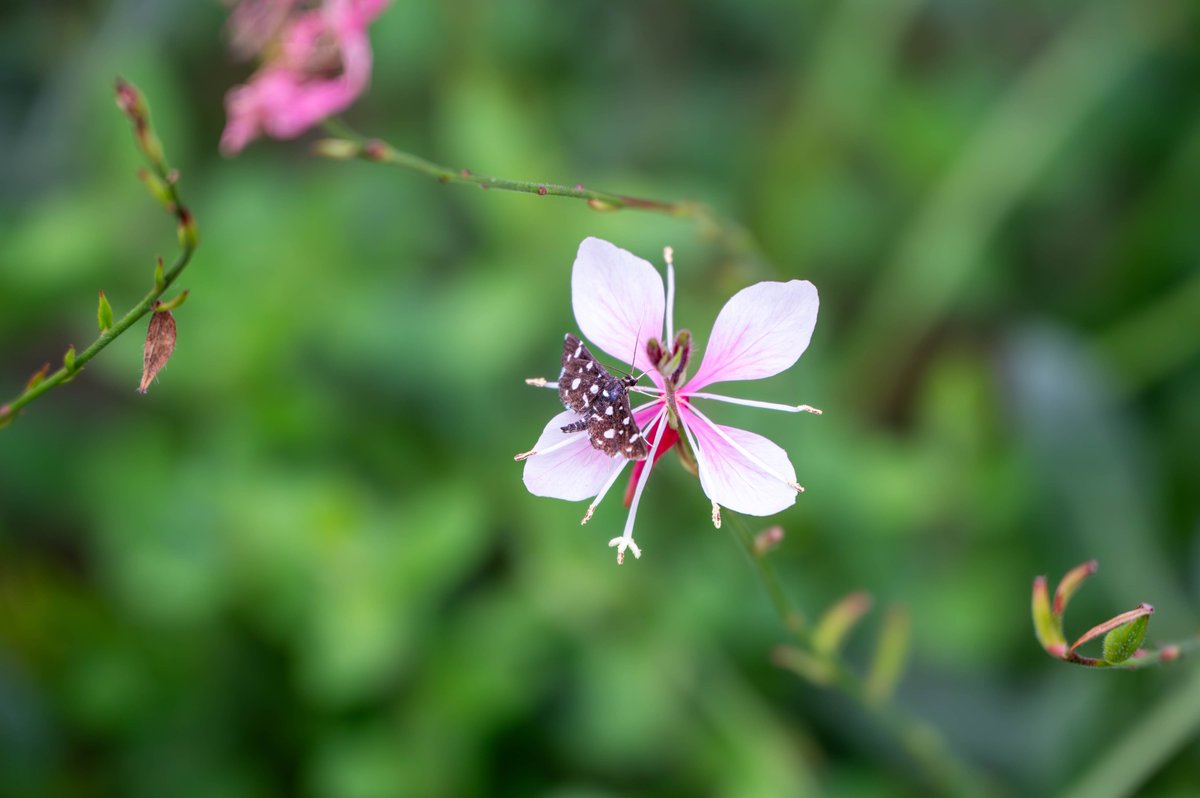 maru_se_'s tweet photo. 秋桜など（昭和記念公園）
#Nikon #Z6II
#nikoncreators
#nikoncamera
#写真好きな人と繋がりたい
#カメラ好きな人と繋がりたい
#ファインダー越しの私の世界
#私とニコンで見た世界
#キリトリセカイ
#nikonphotography
#photography #photo
#秋桜 #コスモス
#昭和記念公園 https://t.co/Yra0n6q1oo