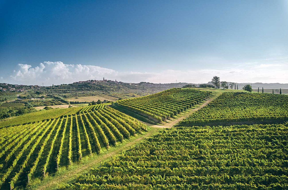 Exploring Istria’s wine estates dlvr.it/TFtLlP