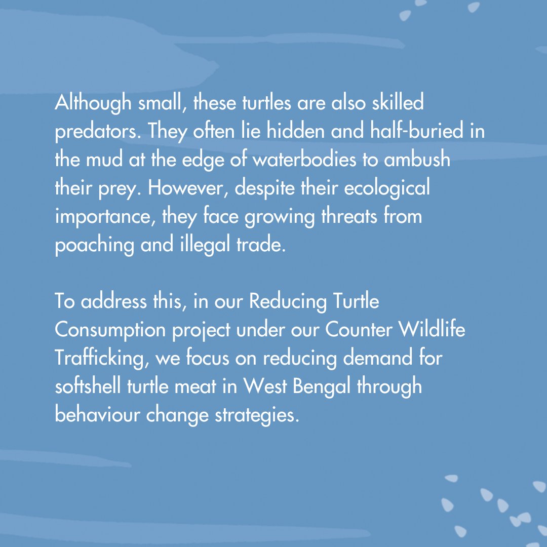 WCSIndia's tweet image. Despite their key role in maintaining aquatic ecosystems, these turtles face increasing threats from habitat loss, poaching, and illegal trade.

Artwork by Radha Pennathur

#IndianFlapshellTurtle #SoftshellTurtle #Turtles #Turtle #Reptile #ReptilesOfIndia #TurtlesOfIndia

(3/3)