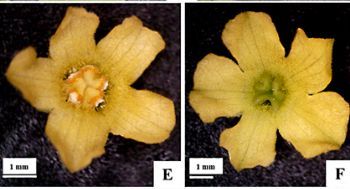 Melothria pendula L. (Cucurbitaceae): first report from Java and range extension in Sumatra, Indonesia 

doi.org/10.15560/20.2.… 

#Alienplant #Benincaseae #Malesia #naturalized #wildcucumber #checklist #checklistjournal #pensoftpublishers