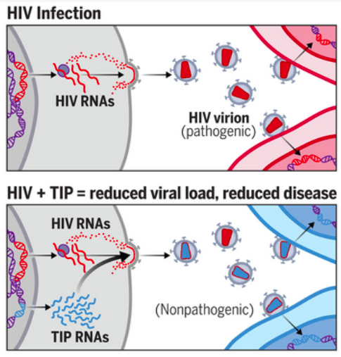 MarcGozlan's tweet image. Quand un virus devient antiviral
Lutter contre un #virus en utilisant une version de lui-même amputée d’une énorme partie de son génome.
Une stratégie aussi audacieuse que novatrice.
Un long format sur un sujet passionnant !
lemonde.fr/blog/realitesb… [Rediff] #longformat #virologie