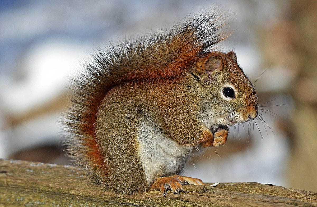 Brackenhurst ARES (@ntu_ares) on Twitter photo MRes Endangered Species Recovery and Conservation graduate Kornelia Twardowska has had their research featured on <a href="/WildlifeTrusts/">The Wildlife Trusts</a> website 👏
The project focused on the conservation of red squirrels in South and West Wales 🐿️
Read more: welshwildlife.org/blog/kornelia-… MRes Endangered Species Recovery and Conservation graduate Kornelia Twardowska has had their research featured on <a href="/WildlifeTrusts/">The Wildlife Trusts</a> website 👏
The project focused on the conservation of red squirrels in South and West Wales 🐿️
Read more: welshwildlife.org/blog/kornelia-…