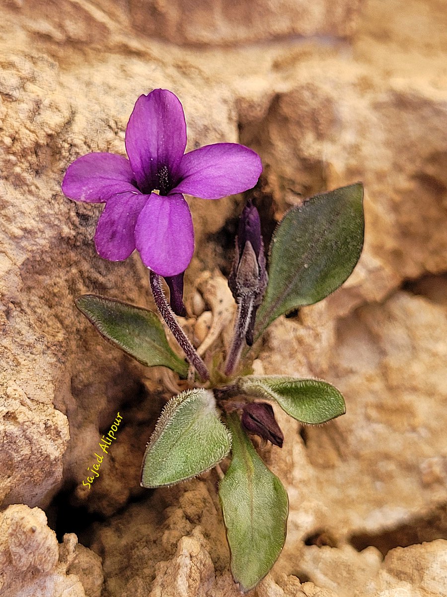 SajadAlipour98's tweet photo. Today I introduce a true alpine plant that only grows on limestone cliffs.
Viola Cf. pachyrrhiza
Violaceae
Fereydonshar, Iran
Elevation: 3000m
Height less than 5 cm
#viola #violacea #alpine #rockgarden https://t.co/ClI7rqm5Kx