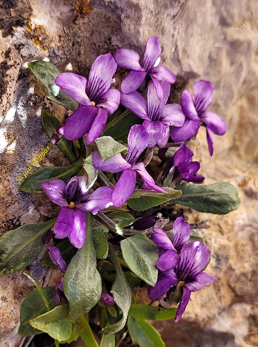 SajadAlipour98's tweet photo. Today I introduce a true alpine plant that only grows on limestone cliffs.
Viola Cf. pachyrrhiza
Violaceae
Fereydonshar, Iran
Elevation: 3000m
Height less than 5 cm
#viola #violacea #alpine #rockgarden https://t.co/ClI7rqm5Kx