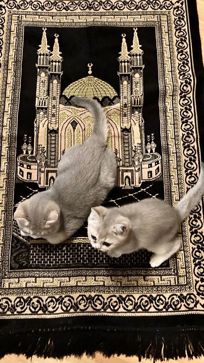 HolyMuezza's tweet photo. Cats have been revered for centuries in Muslim culture. 

So much so, that one of Prophet Muhammad’s (PBUH) companions was known as Abu Hurairah (Father of the Kittens) for his attachment to cats.
$MUEZZA $LUCE https://t.co/F34FFpvOIV