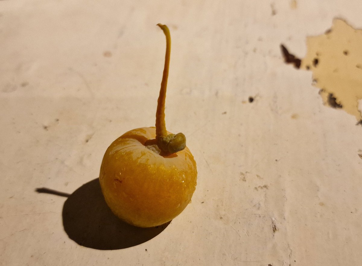 Trees For Bermondsey tweet media