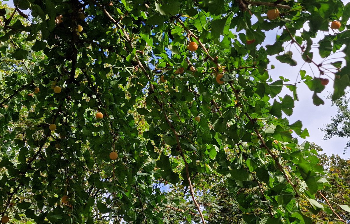 Trees For Bermondsey tweet media