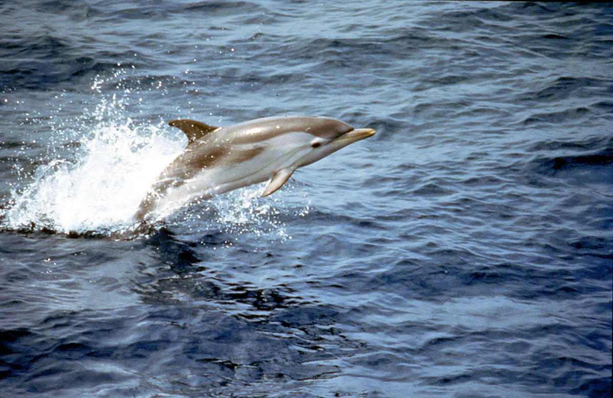 Marine MegaFauna UB (@marmegafaunaub) on Twitter photo 📢 Paper Alert! A new article by our team, published in <a href="/marinemammalogy/">Marine Mammalogy</a>, explores #trophic niche overlap in three sympatric #dolphin 🐬species in the Eastern Ionian Sea.
🔗 Check out the paper here: onlinelibrary.wiley.com/doi/10.1111/mm… 📢 Paper Alert! A new article by our team, published in <a href="/marinemammalogy/">Marine Mammalogy</a>, explores #trophic niche overlap in three sympatric #dolphin 🐬species in the Eastern Ionian Sea.
🔗 Check out the paper here: onlinelibrary.wiley.com/doi/10.1111/mm…