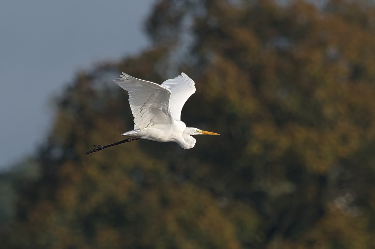 martynsimages's tweet photo. Great White Egret at Belvide the other Saturday, one of several at the reservoir https://t.co/LBbFPyuyew