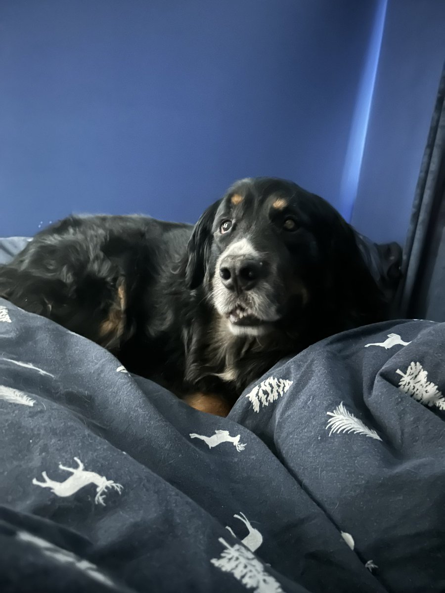 lisamariepower's tweet photo. Just me and my bestie today! Need to shake this flipping migraine though first before we do anything. Although he looks quite happy snuggled up with his teddy 💤💤💤 https://t.co/ak1kYhQ21z