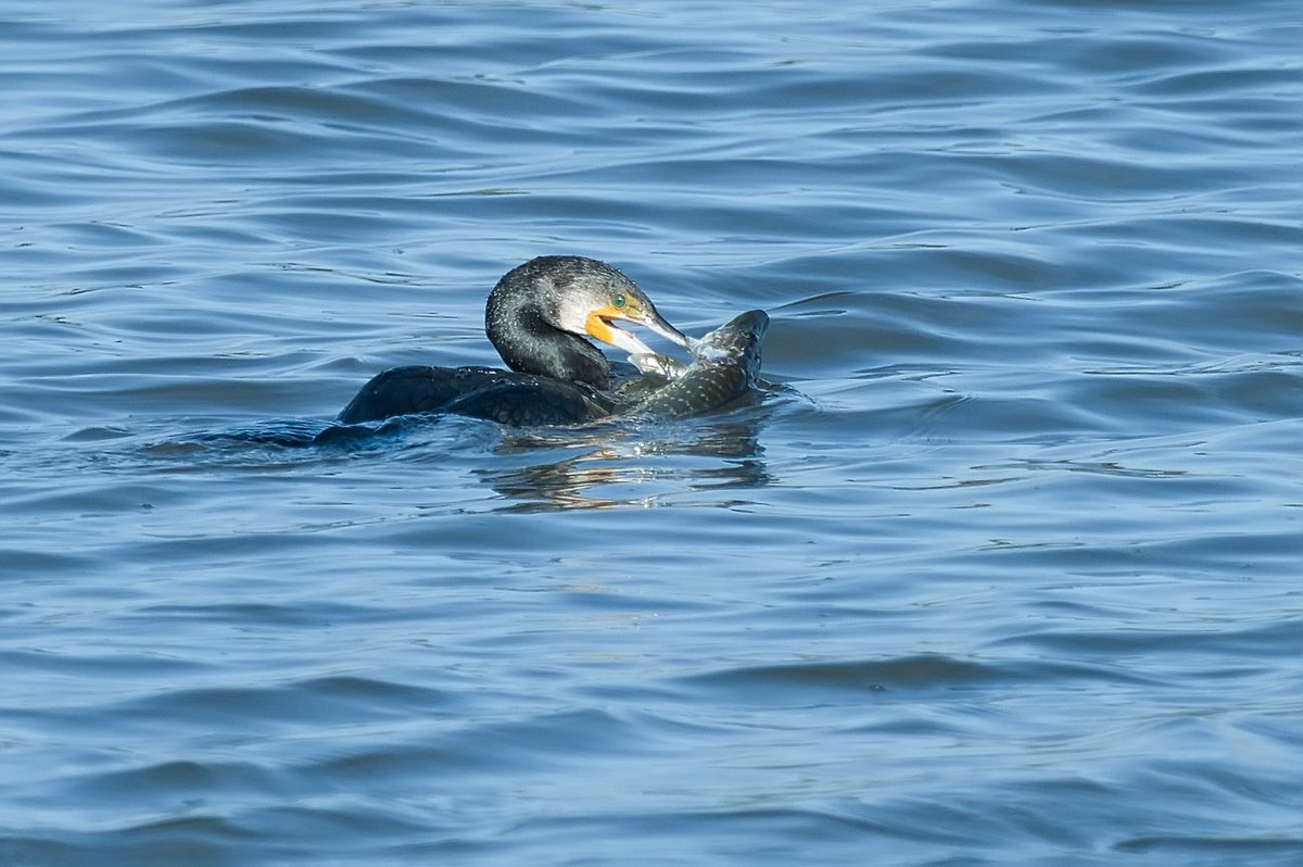 martynsimages's tweet photo. Not sure if this Cormorant had a licence to fish for Pike, but it certainly had a struggle getting this one down https://t.co/w3L0zZ4uF7