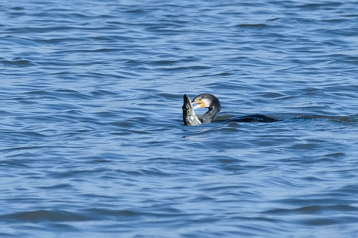martynsimages's tweet photo. Not sure if this Cormorant had a licence to fish for Pike, but it certainly had a struggle getting this one down https://t.co/w3L0zZ4uF7