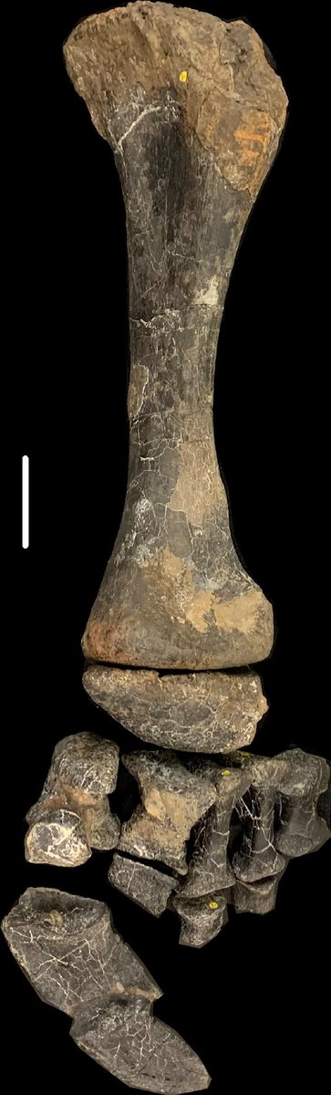 Phil Mannion (@pdmannion) on Twitter photo New paper in <a href="/RSocPublishing/">Royal Society Publishing</a> describing a sauropod dinosaur hindlimb from the Early Cretaceous of the Isle of Wight, UK, led by former <a href="/ES_UCL/">EarthSciences UCL</a> masters student, Robert Higgins (now <a href="/HarvardOEB/">Harvard Organismic & Evolutionary Biology</a>), with <a href="/NHMdinolab/">NHMdinolab</a> + Paul Upchurch: royalsocietypublishing.org/doi/10.1098/RS… New paper in <a href="/RSocPublishing/">Royal Society Publishing</a> describing a sauropod dinosaur hindlimb from the Early Cretaceous of the Isle of Wight, UK, led by former <a href="/ES_UCL/">EarthSciences UCL</a> masters student, Robert Higgins (now <a href="/HarvardOEB/">Harvard Organismic & Evolutionary Biology</a>), with <a href="/NHMdinolab/">NHMdinolab</a> + Paul Upchurch: royalsocietypublishing.org/doi/10.1098/RS…