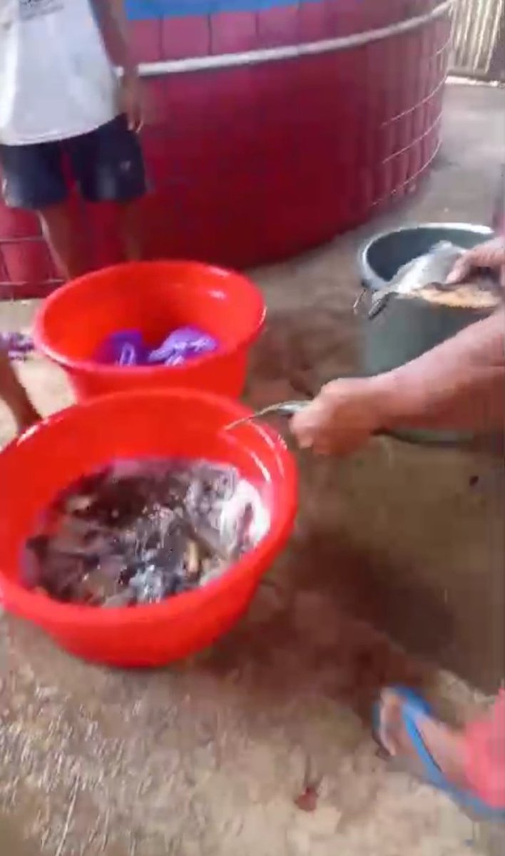 Farijan20's tweet photo. Rabu, 30-10-2024 Parijan, S. St. Pi LuhkanKab. Kebumen SatminkalBPPPTegal pendampingan panen ikan Pokdakan Mina Asri Desa Pengaringan Kec. Pejagoan berat 125kg harga Rp. 19.000,-/kg
#GiatLuhkanSatminkalTegal
#PusluhKP
#BPPSDMKP 
#luhlapor
#dlhkpKebumen https://t.co/LaABW54Qr5