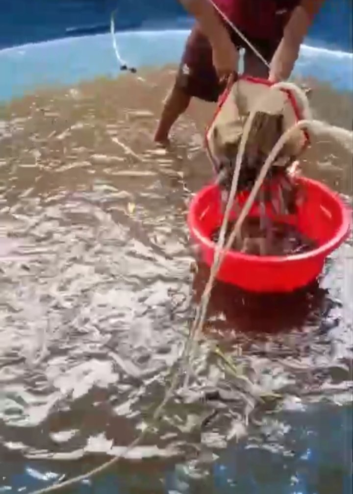 Farijan20's tweet photo. Rabu, 30-10-2024 Parijan, S. St. Pi LuhkanKab. Kebumen SatminkalBPPPTegal pendampingan panen ikan Pokdakan Mina Asri Desa Pengaringan Kec. Pejagoan berat 125kg harga Rp. 19.000,-/kg
#GiatLuhkanSatminkalTegal
#PusluhKP
#BPPSDMKP 
#luhlapor
#dlhkpKebumen https://t.co/LaABW54Qr5