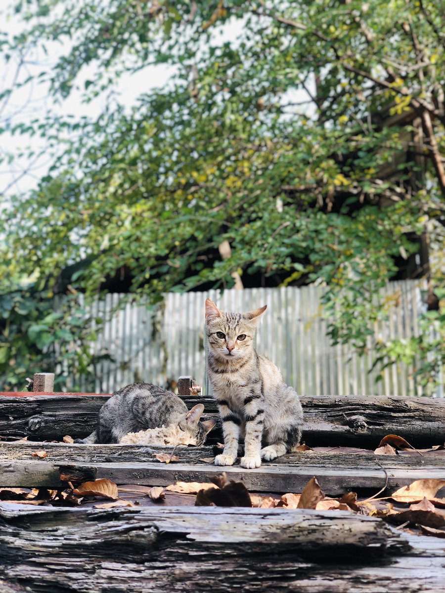 thebasitbhat_'s tweet photo. Brearrr! 🐈 https://t.co/4VuD1bs2gJ