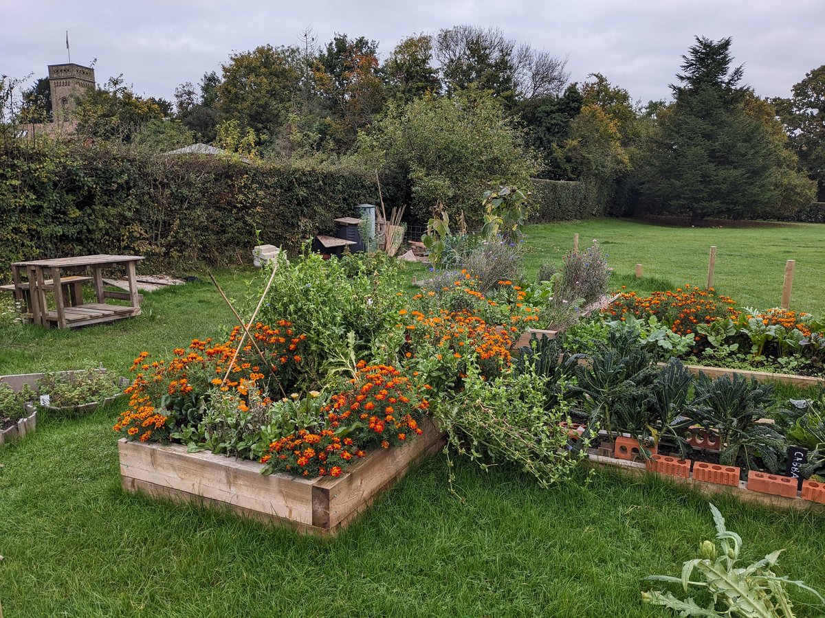 There's still an amazing blast of colour in the community garden project near St Mary's @smaryeastbarnet thanks to Wendy at <a href="/IncEdibleBarnet/">Wendy at Incredible Edible Barnet</a> her team.