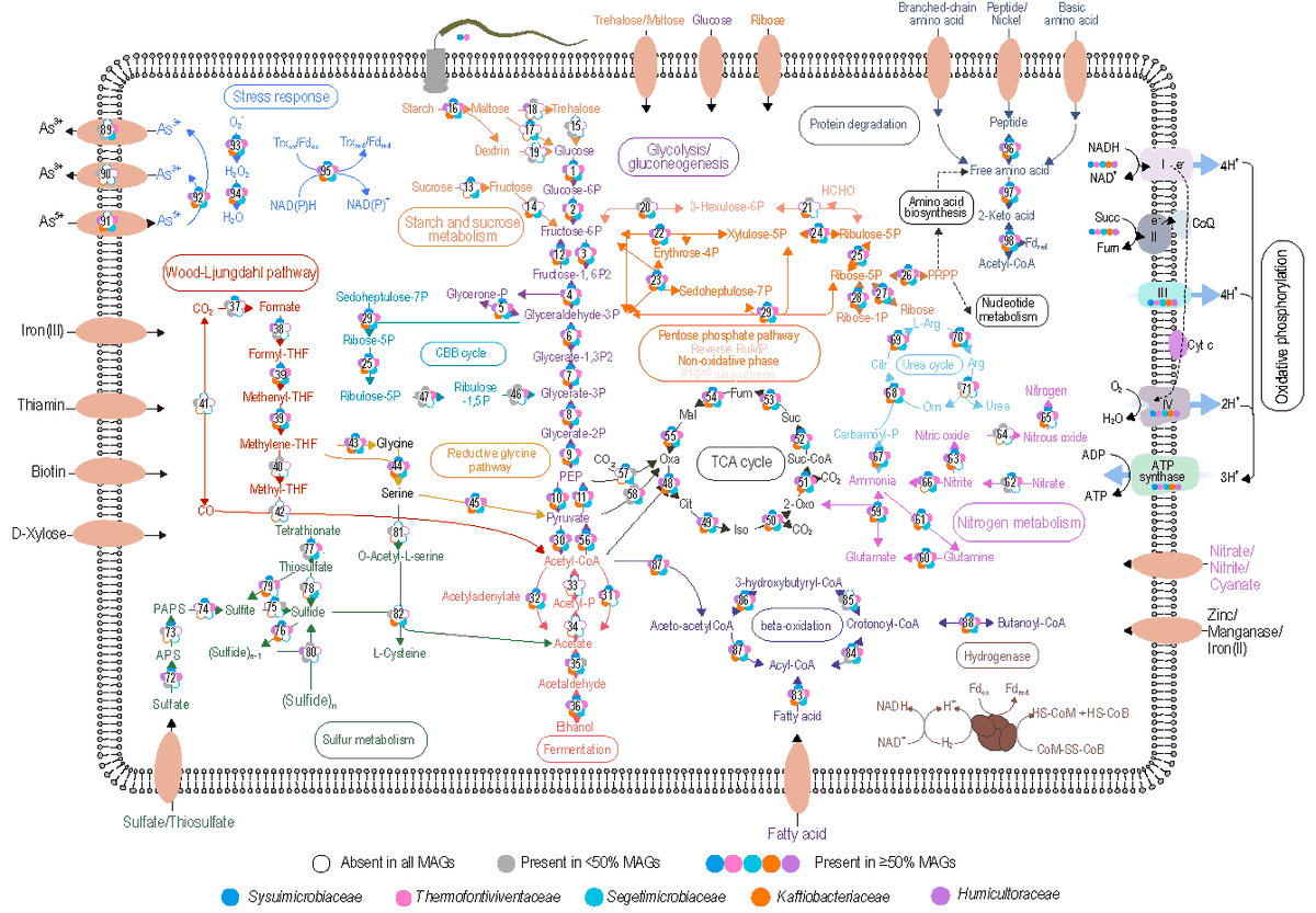 Natl_Sci_Rev's tweet photo. Insights into chemoautotrophic traits of a prevalent bacterial phylum CSP1-3, herein Sysuimicrobiota
Leading author: Wen-Jun Li, Jian-Yu Jiao
https://t.co/pnYa9XR2tq
#Sysuimicrobiota; #bacterial #phylum #chemoautotrophic https://t.co/Q8IEIUNys0