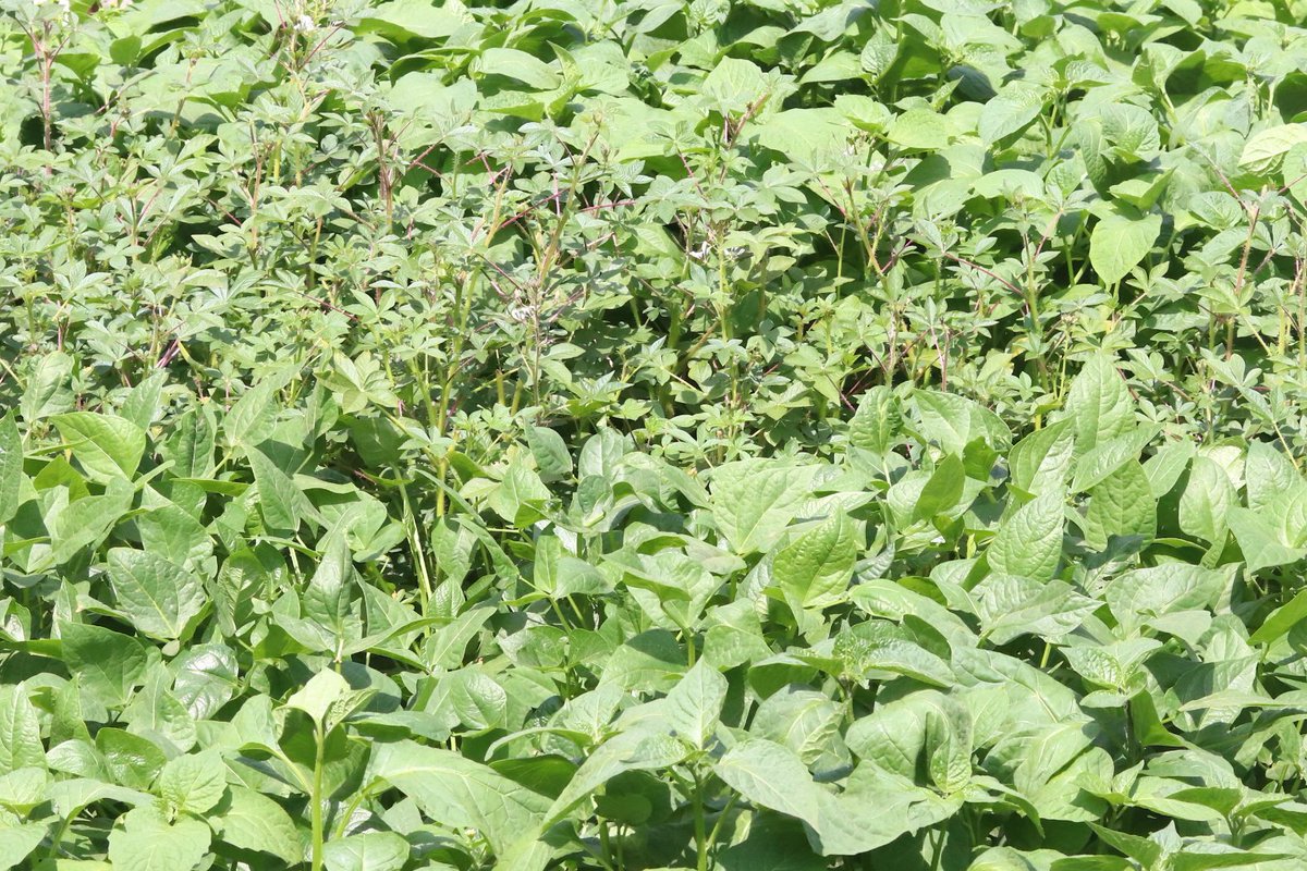 Looking to add some variety to your garden? Consider growing drought-tolerant and pest-resistant African favorites like cowpeas, okra, and Ethiopian kale. Mama Mboga provides training on sustainable cultivation methods for these highly adaptable crops. #Mamamboga