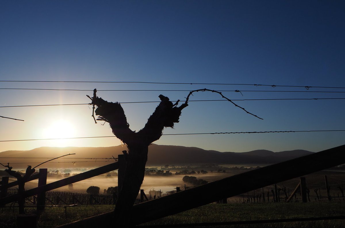 Mount Langi Ghiran: A masterclass in signature Shiraz dlvr.it/TFt08z