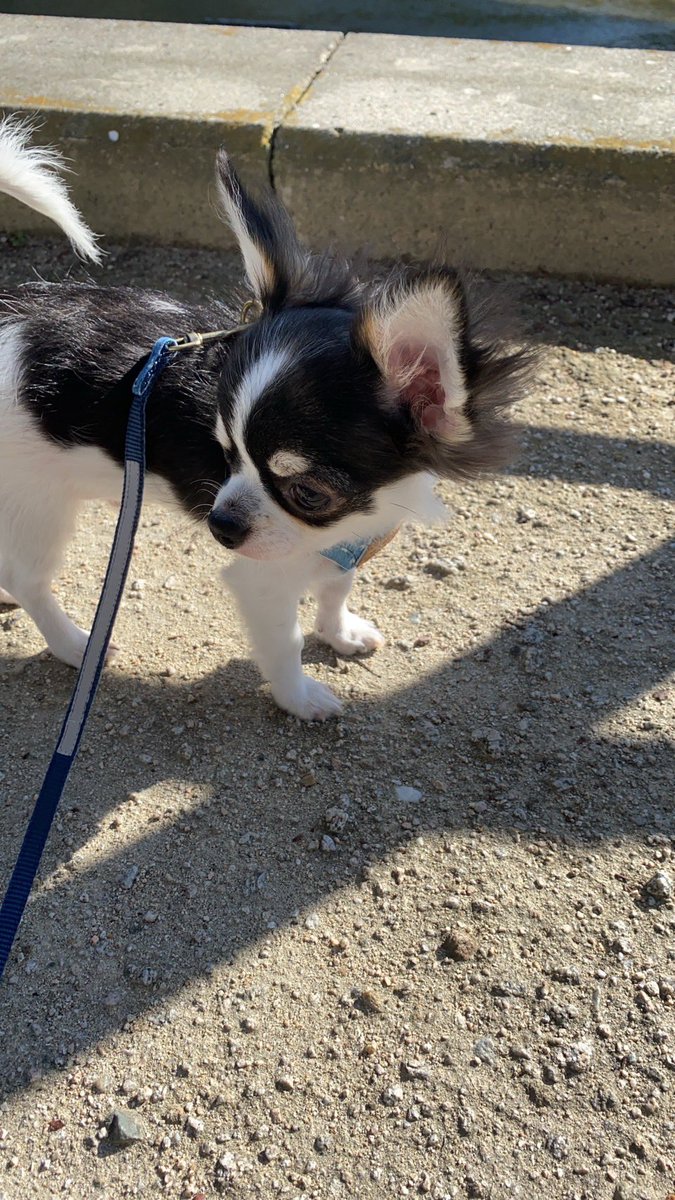 母が毎日🐶の写真送ってきてくれるの

最近甘えん坊になってるらしい🤦🏻‍♀️(かわいすぎる) https://t.co/wduiiMuce3