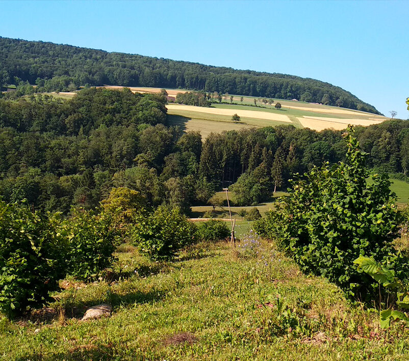 #RecercaCTFC
🌱 Nature vs nurture? 🧬Un nou estudi liderat pel grup de Micologia i Tubericultura del #CTFC revela que l’hàbitat i el maneig agrícola tenen més pes en l’estructura de les comunitats fúngiques en zones tofoneres que el clima o el tipus d'arbre hoste ⬇️