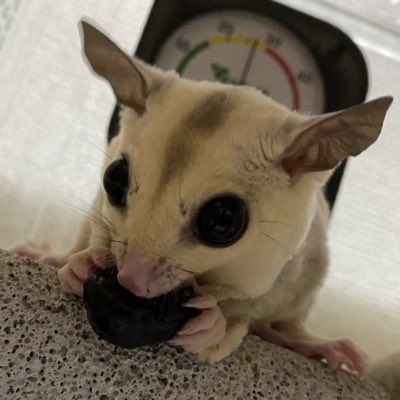 _gugurei's tweet photo. #新しいプロフィール画像 https://t.co/Y88ck8rOmo