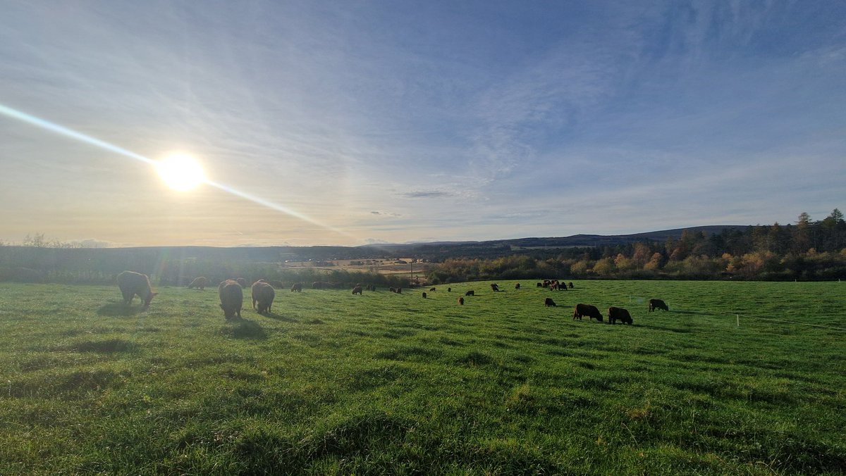 Edinvale Farm 🌱🐂 tweet media