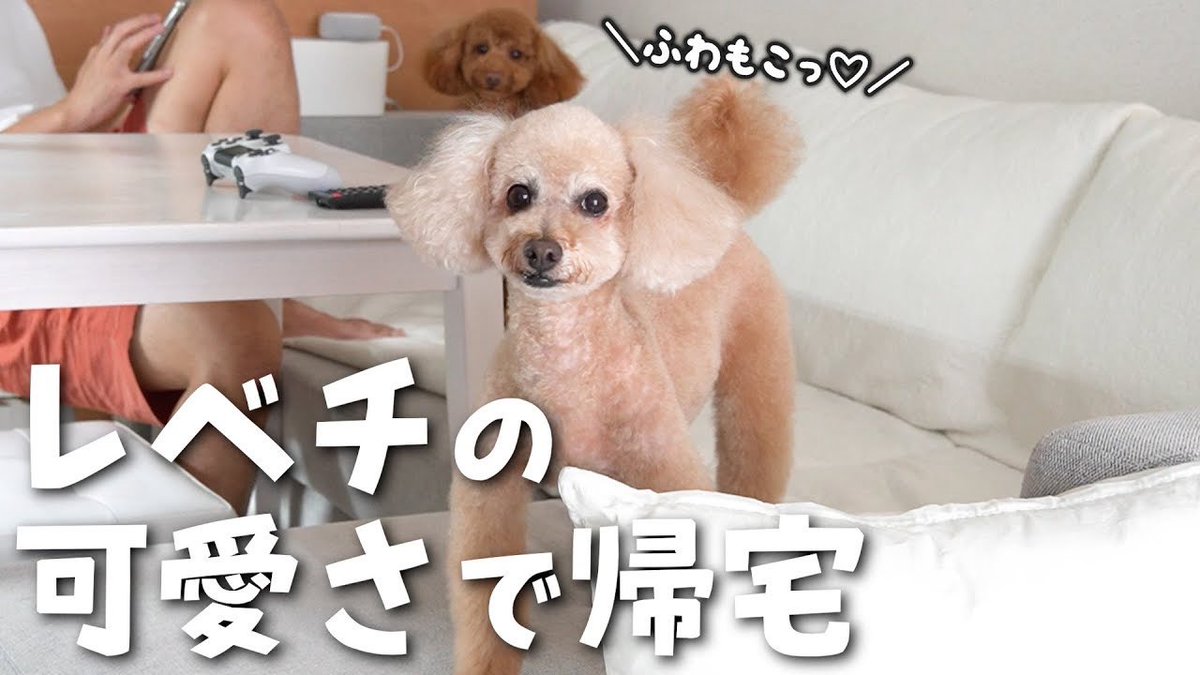 waco_tto's tweet photo. 新しい動画を毎週アップしてます♪
ぜひご覧くださいʚ♥ɞ
【8ヵ月ぶりのトリミングで愛犬が予想以上に変化しちゃいました】
https://t.co/r1zCJqcxJM https://t.co/VYATJaYfcg
