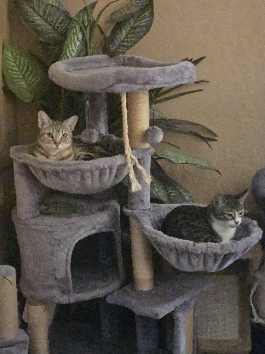 #NationalCatDay #princessleia #princesszelda ♥️