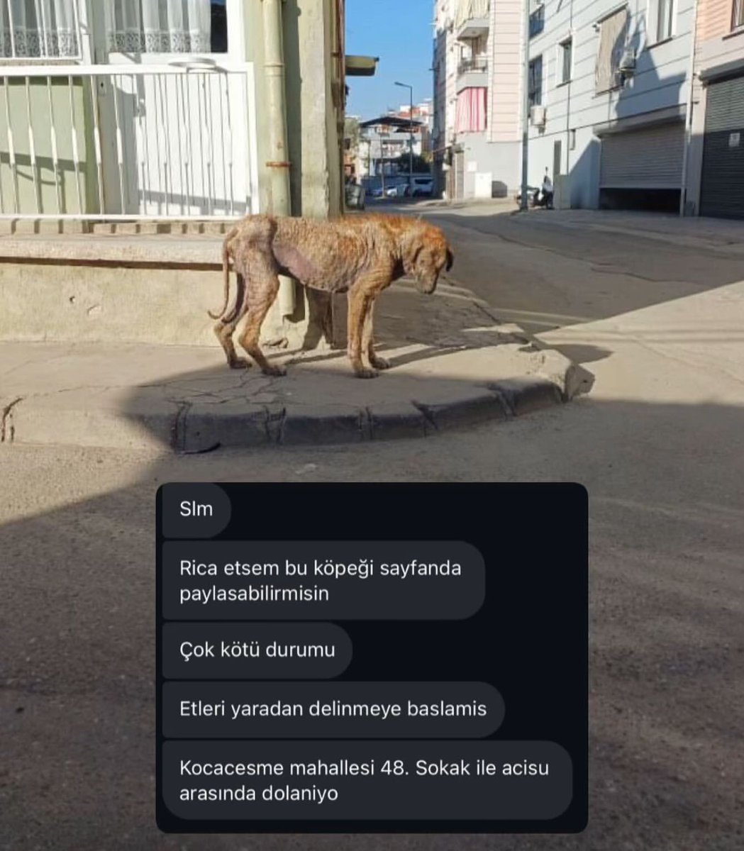 Kocaçeşme acısu tarafında dolaşıyor muş gören olursa haber verebilir mi en azından hap içirirelim 🥺

İnstagram @sokakcanlarisalih 

#SokakHayvanlarıSahipsizDeğil