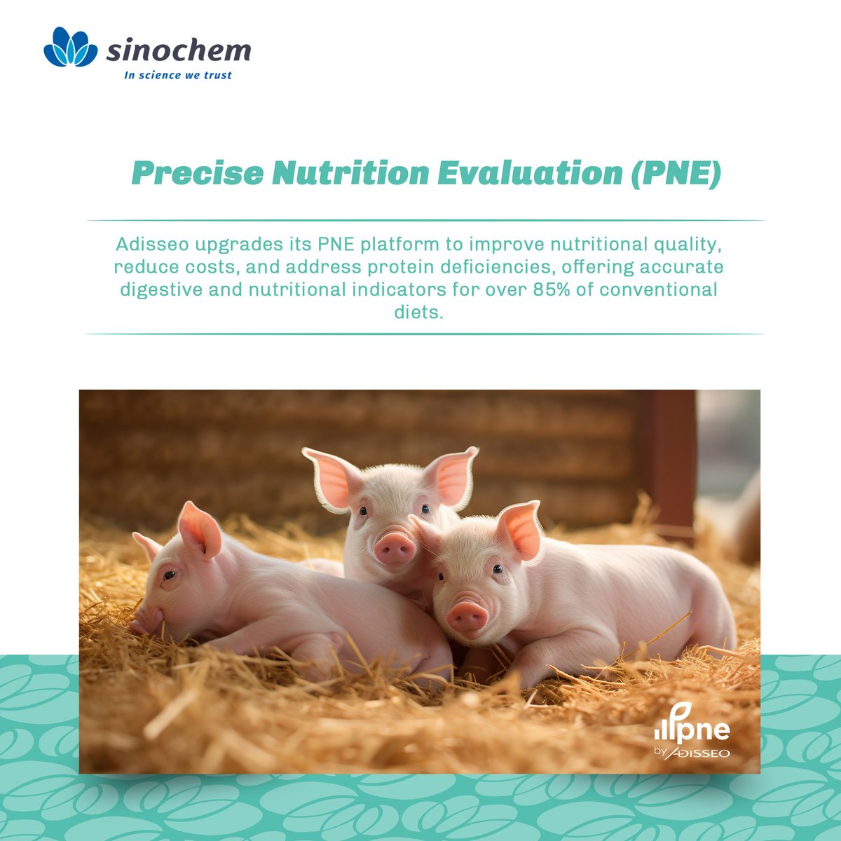 SinochemNews's tweet photo. #GoodProductsinSinochem
@Adisseo upgrades its nutrition evaluation platform PNE to improve nutritional quality and reduce costs.🤩
It obtains the true digestive and nutritional indicators of feed ingredients, covering over 85% of conventional diets. With the industry's first tool platform that provides a dynamic net energy database of feed ingredients for poultry, it also supports low soybean meal diets and addresses protein deficiencies, helping breeding industry reduce carbon emissions.😘