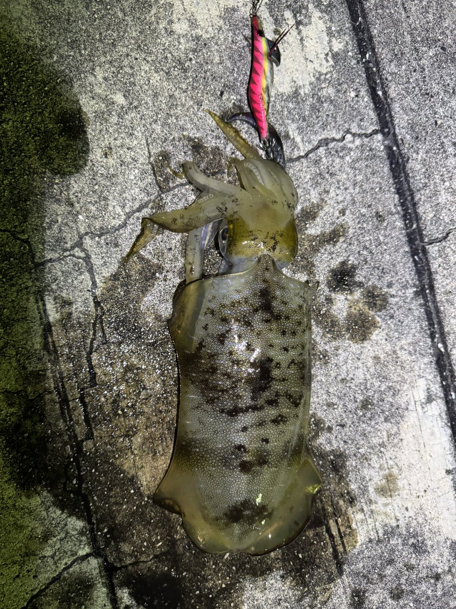 fUxBhFpsep3B8FN's tweet image. ｷﾀ━︎(ﾟ∀ﾟ︎)━︎!!!!!!!